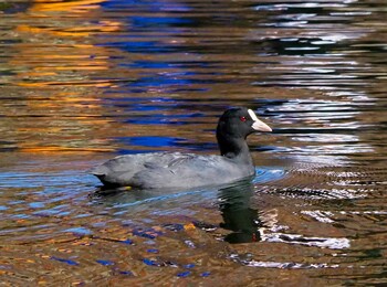 2021年10月31日(日) 忍野八海の野鳥観察記録