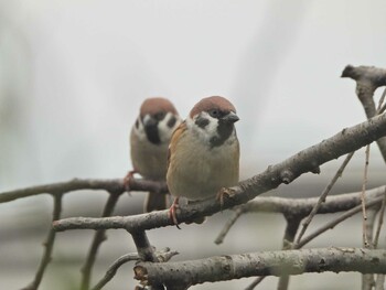 Sun, 10/31/2021 Birding report at 下永谷市民の森