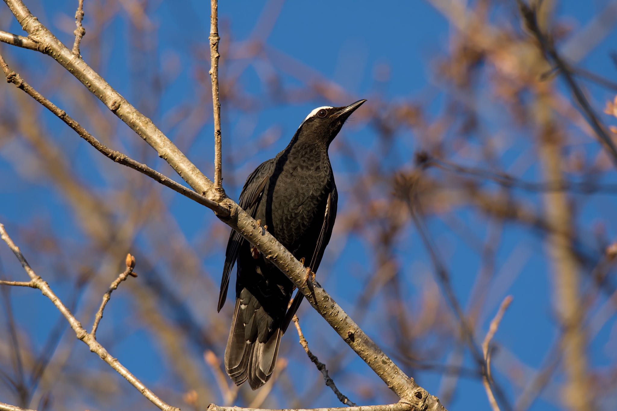 久々の探鳥でマミジロ！