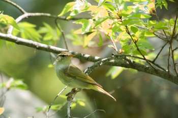 Eastern Crowned Warbler Osaka castle park Fri, 5/5/2017