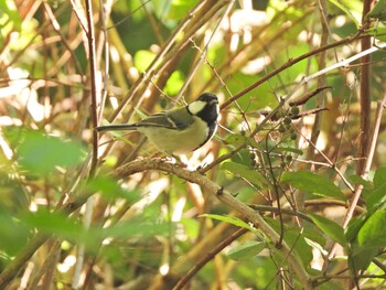 2021年10月20日(水) 下永谷市民の森の野鳥観察記録