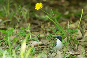 Siberian Blue Robin Osaka castle park Fri, 5/5/2017