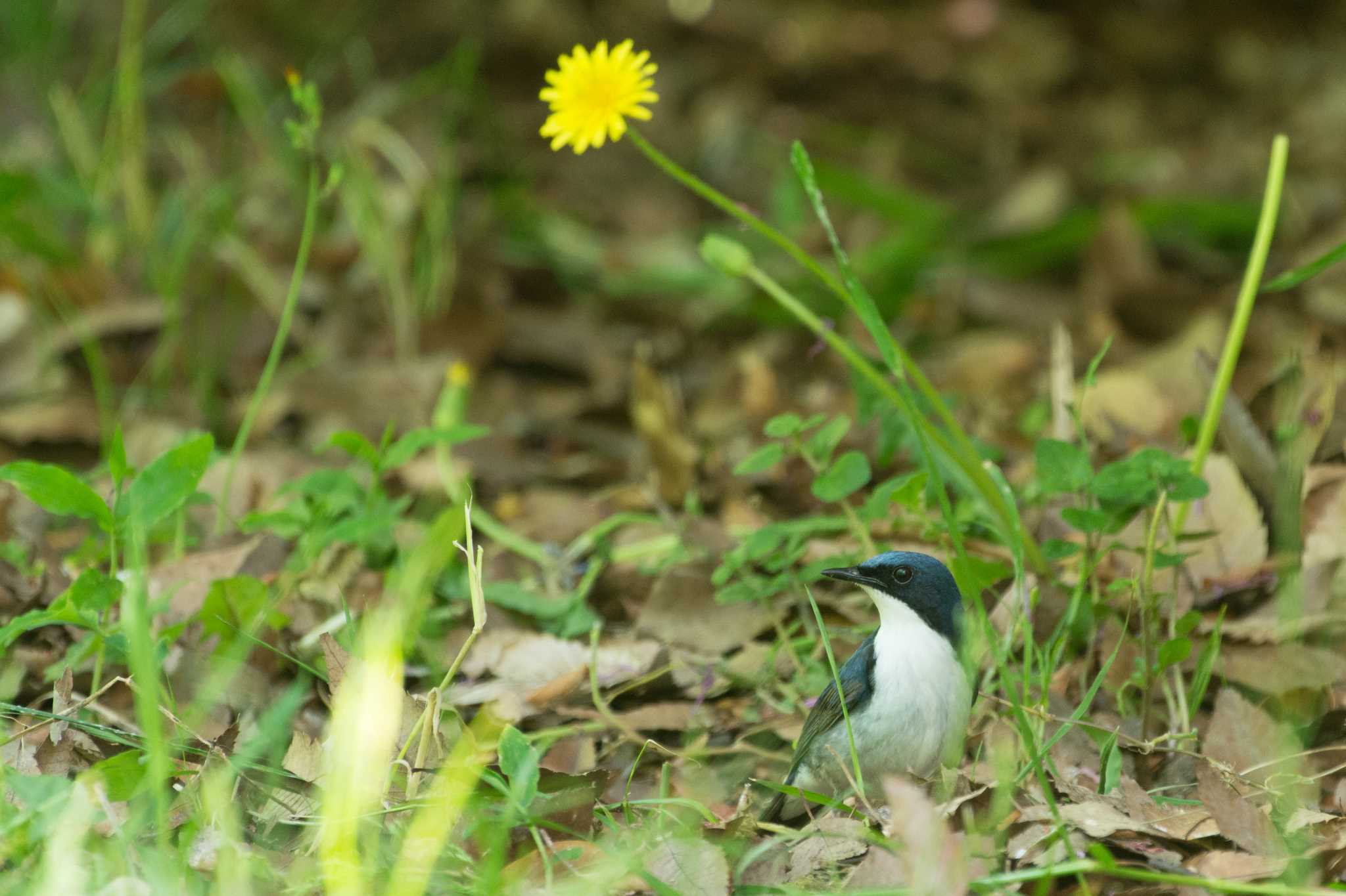 大阪城公園 コルリの写真