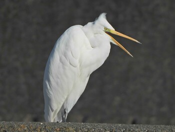 Great Egret(modesta)  柏尾川(大船駅〜金井遊水地) Sat, 10/23/2021