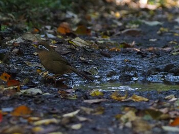 Chinese Hwamei 狭山湖 Sat, 10/30/2021