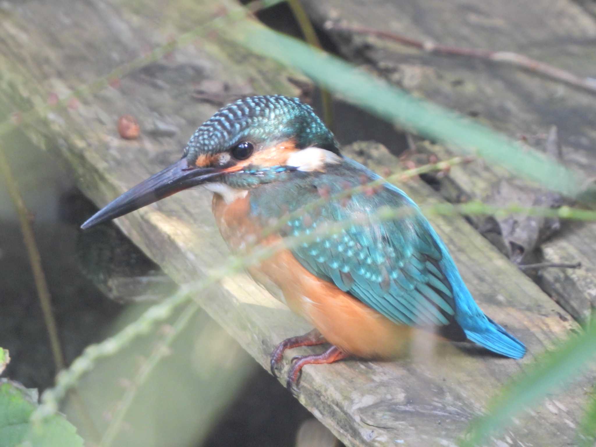 舞岡公園 カワセミの写真