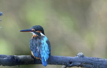 カワセミ 香川県 2021年10月31日(日)