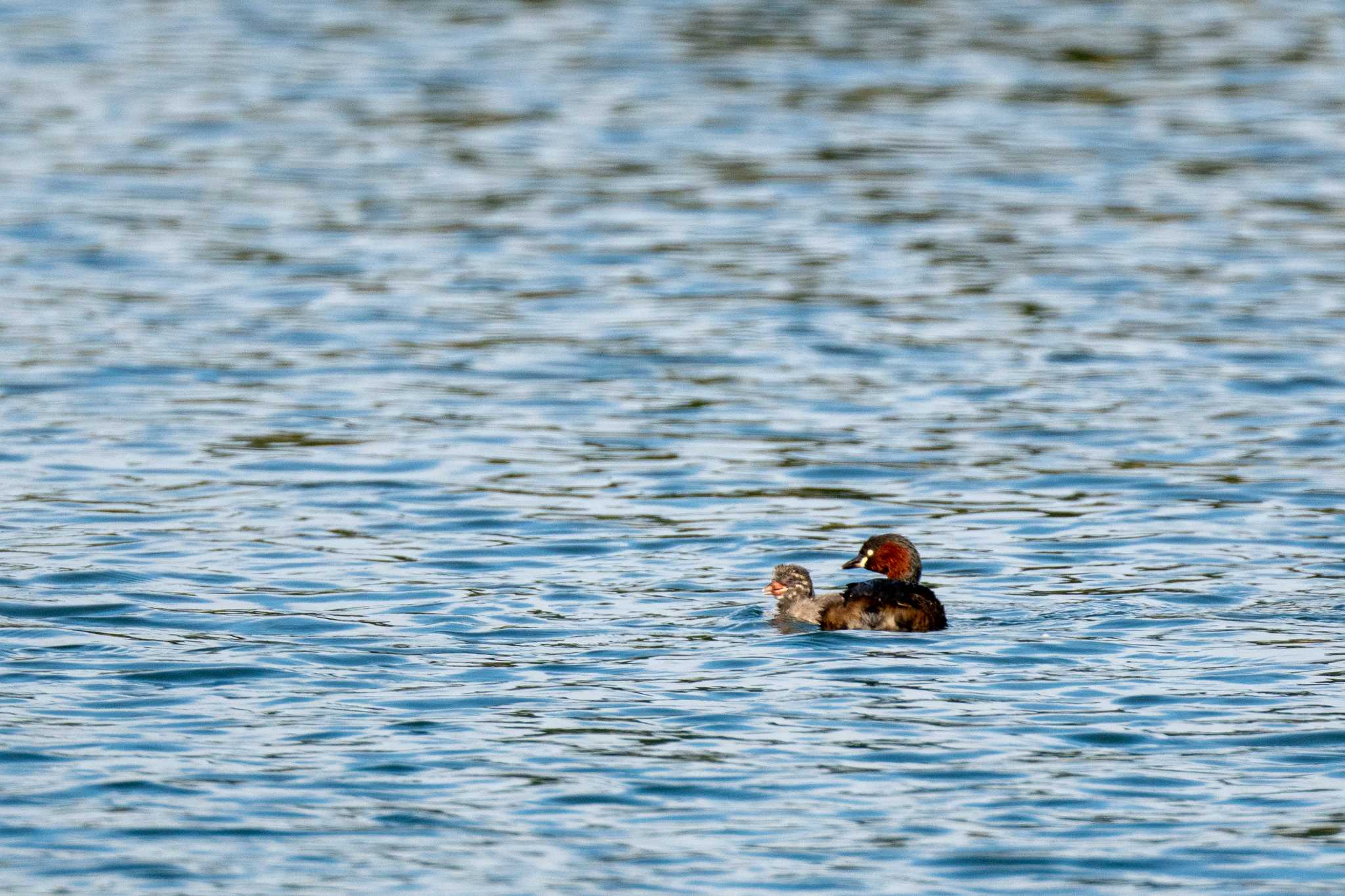 Little Grebe