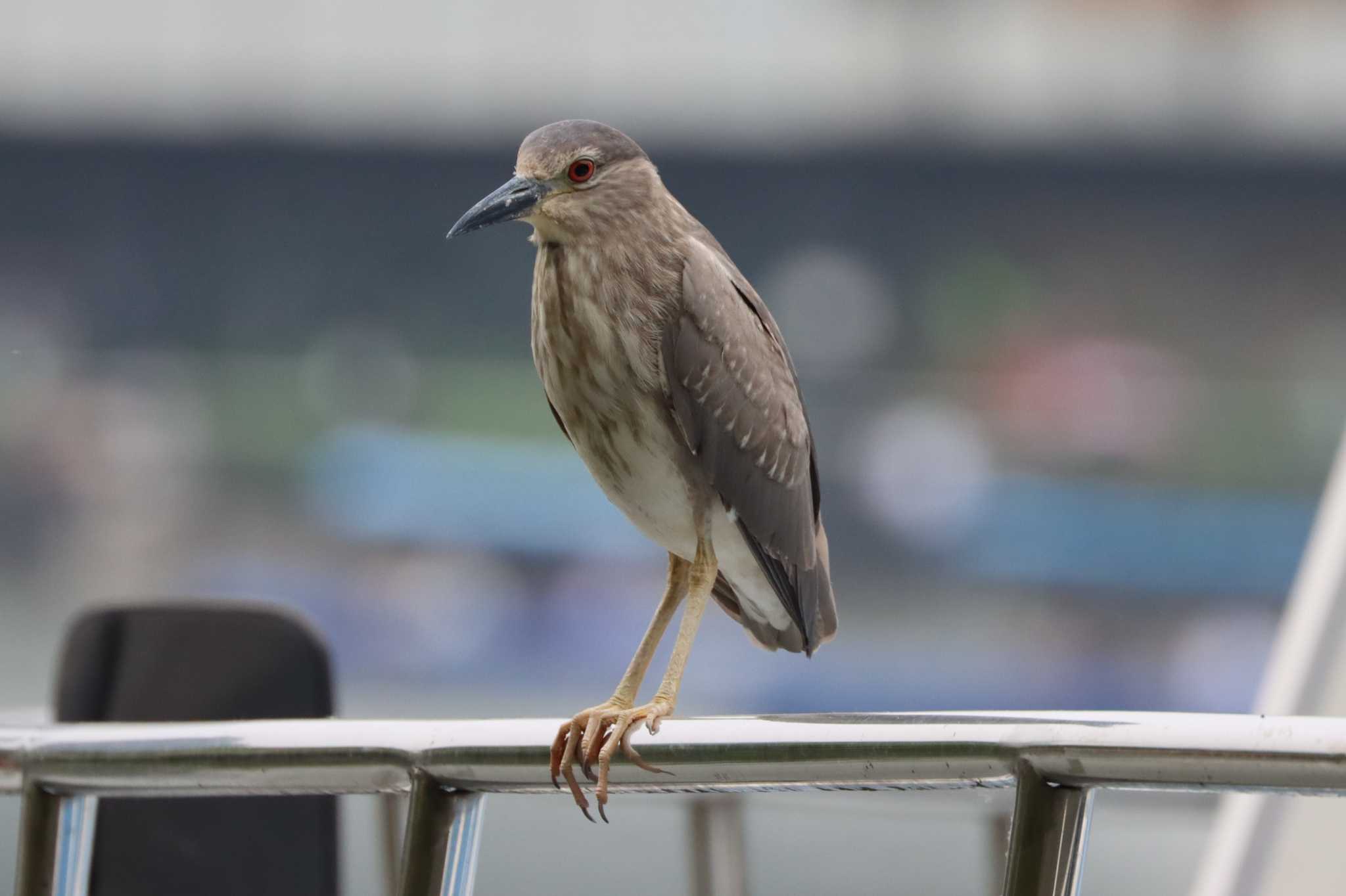 Black-crowned Night Heron