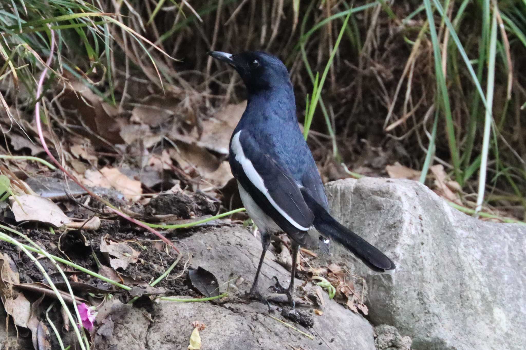 Oriental Magpie-Robin