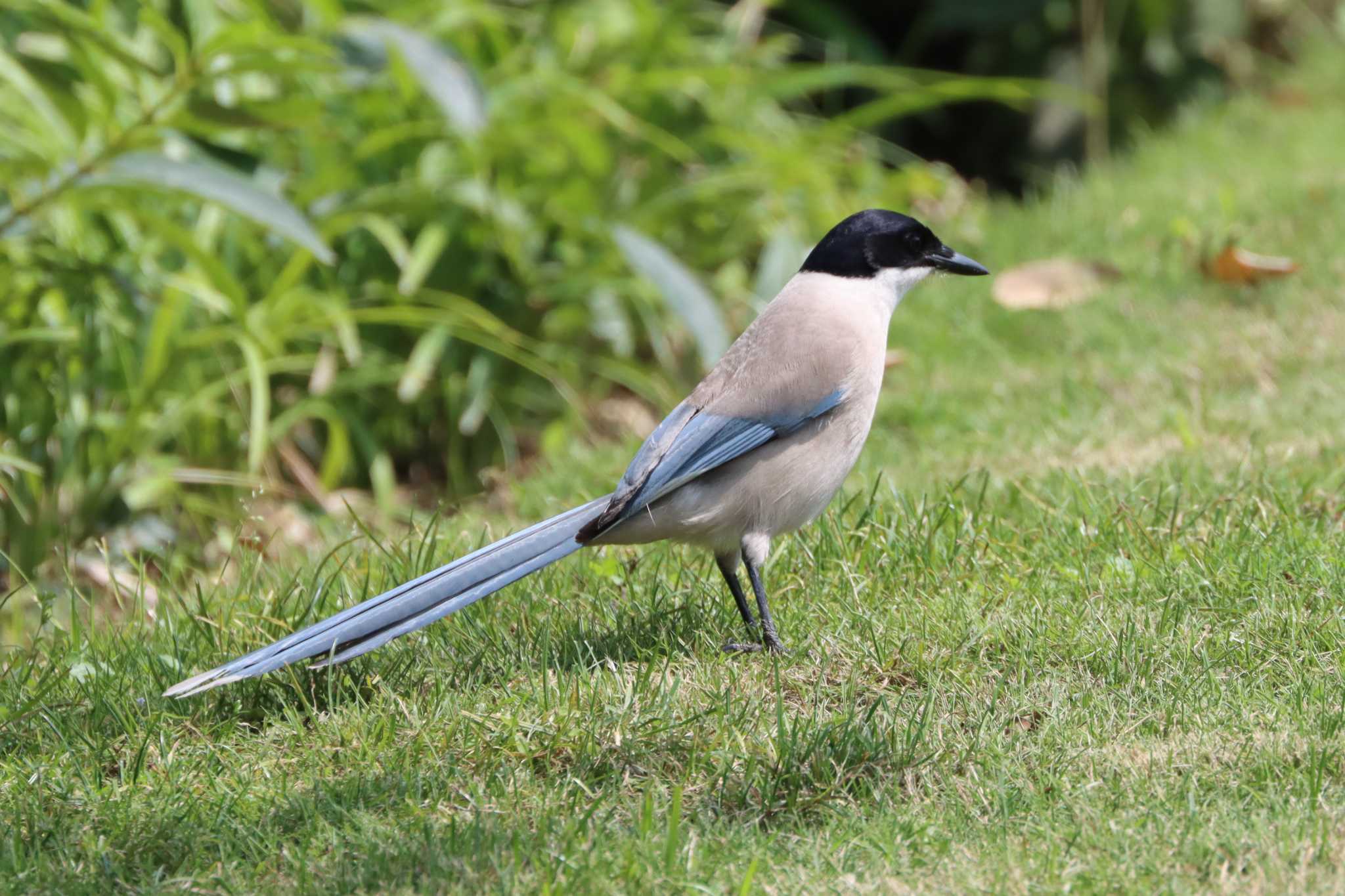 Azure-winged Magpie