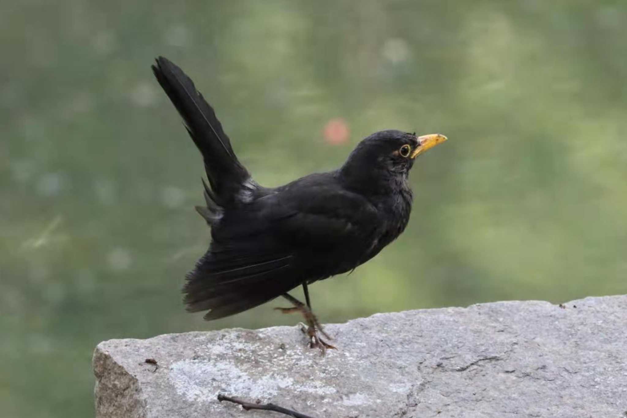 Chinese Blackbird