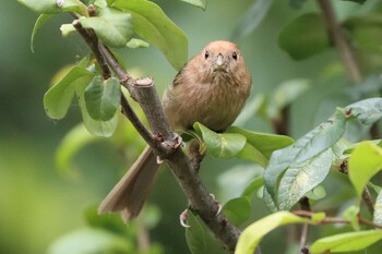 Vinous-throated Parrotbill 上海長風公園 Sat, 5/29/2021