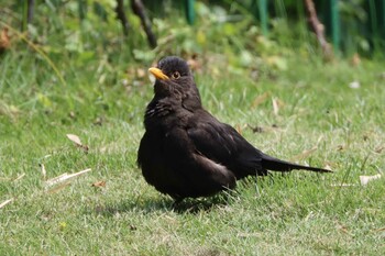 Chinese Blackbird 上海長風公園 Sat, 5/29/2021