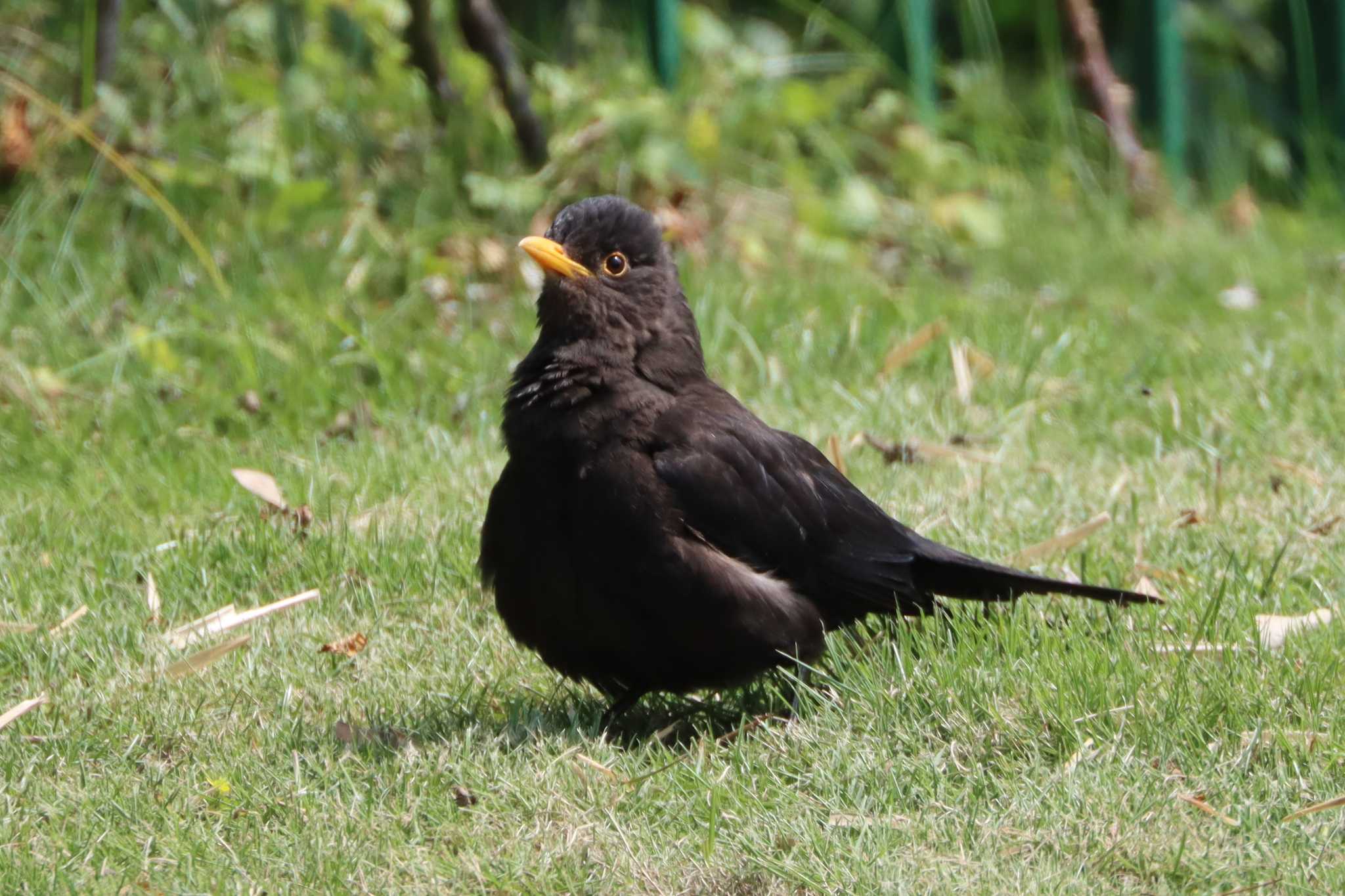 Chinese Blackbird