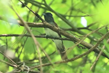 2021年8月28日(土) 早戸川林道の野鳥観察記録