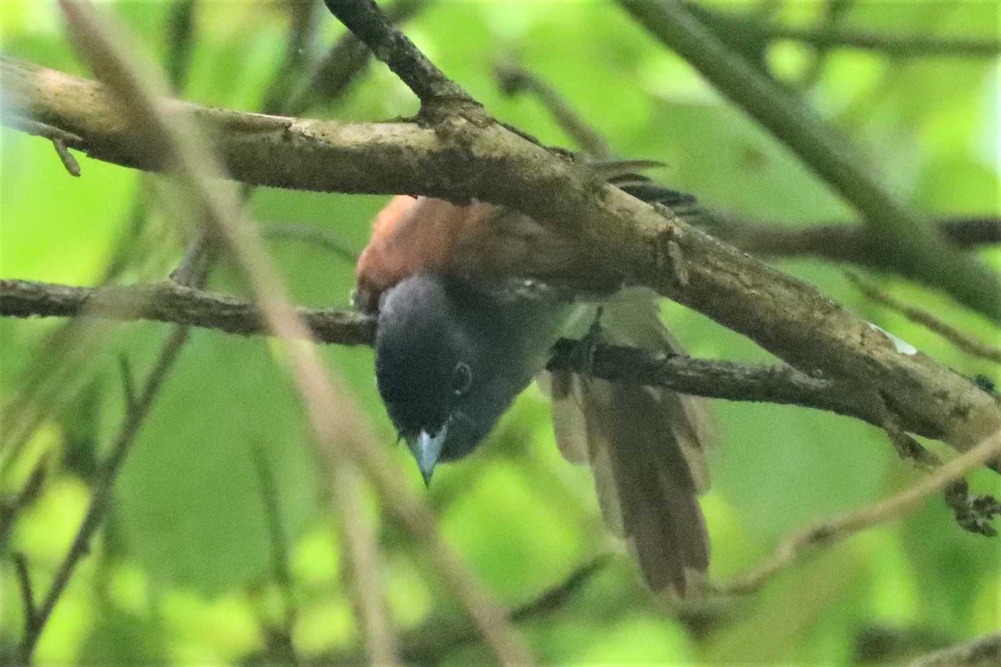 サンコウチョウ