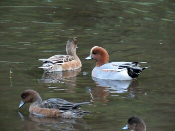 2021年10月30日(土) 泉の森公園の野鳥観察記録