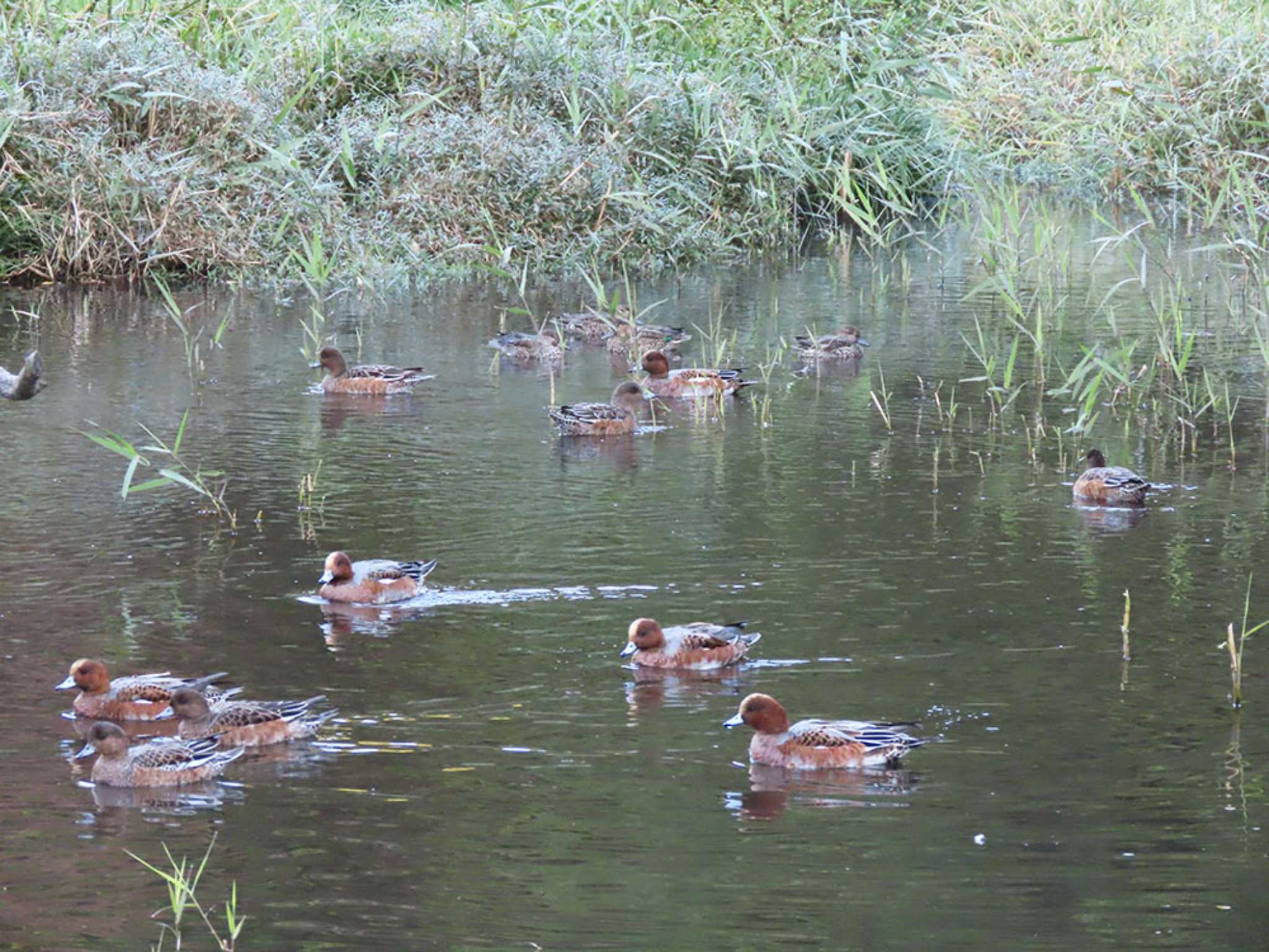 泉の森公園 ヒドリガモの写真 by Naomi♪