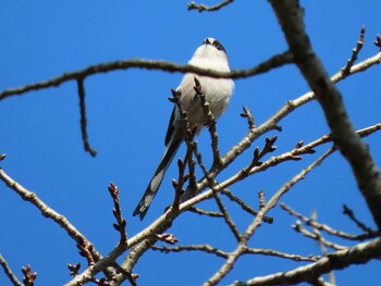 エナガ 泉の森公園 2021年10月30日(土)