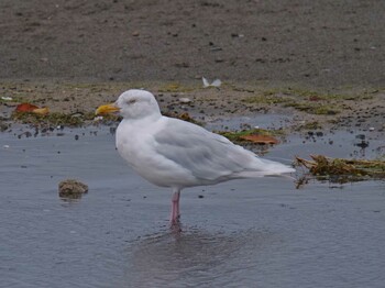 Sat, 10/23/2021 Birding report at 斜里川河口