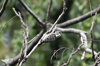 2021年11月2日(火) 愛知県豊田市逢妻女川周辺の野鳥観察記録