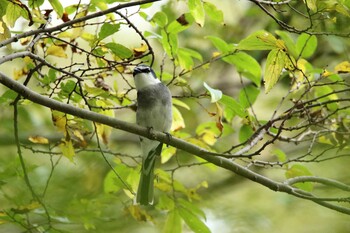 リュウキュウサンショウクイ 秋ヶ瀬公園 2021年11月2日(火)