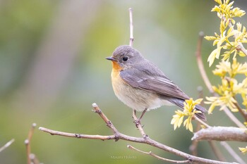 Mugimaki Flycatcher Tobishima Island Mon, 5/3/2021