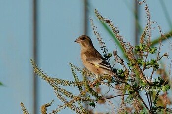 2021年11月2日(火) 東大阪市の野鳥観察記録