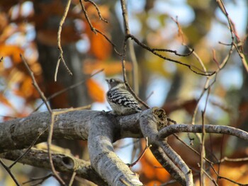 2021年10月30日(土) 野幌森林公園の野鳥観察記録