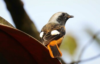 ジョウビタキ 早戸川林道 2021年11月2日(火)