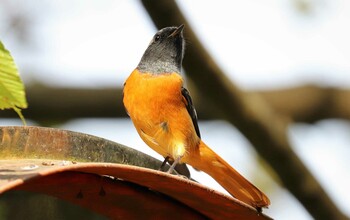 ジョウビタキ 早戸川林道 2021年11月2日(火)