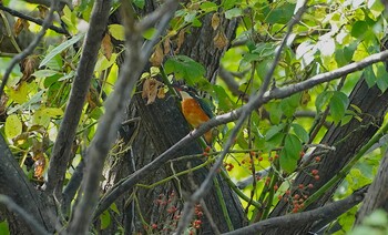 2021年11月2日(火) 恩智川治水緑地の野鳥観察記録
