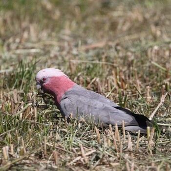 モモイロインコ Yarra Valley 2021年11月2日(火)