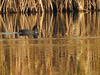 オオバン 宮ヶ瀬湖 2021年11月2日(火)