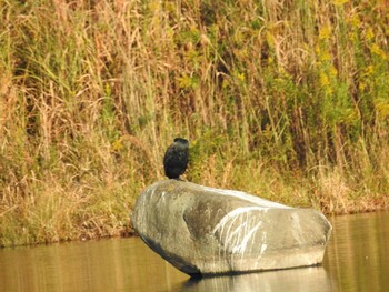 カワウ 宮ヶ瀬湖 2021年11月2日(火)