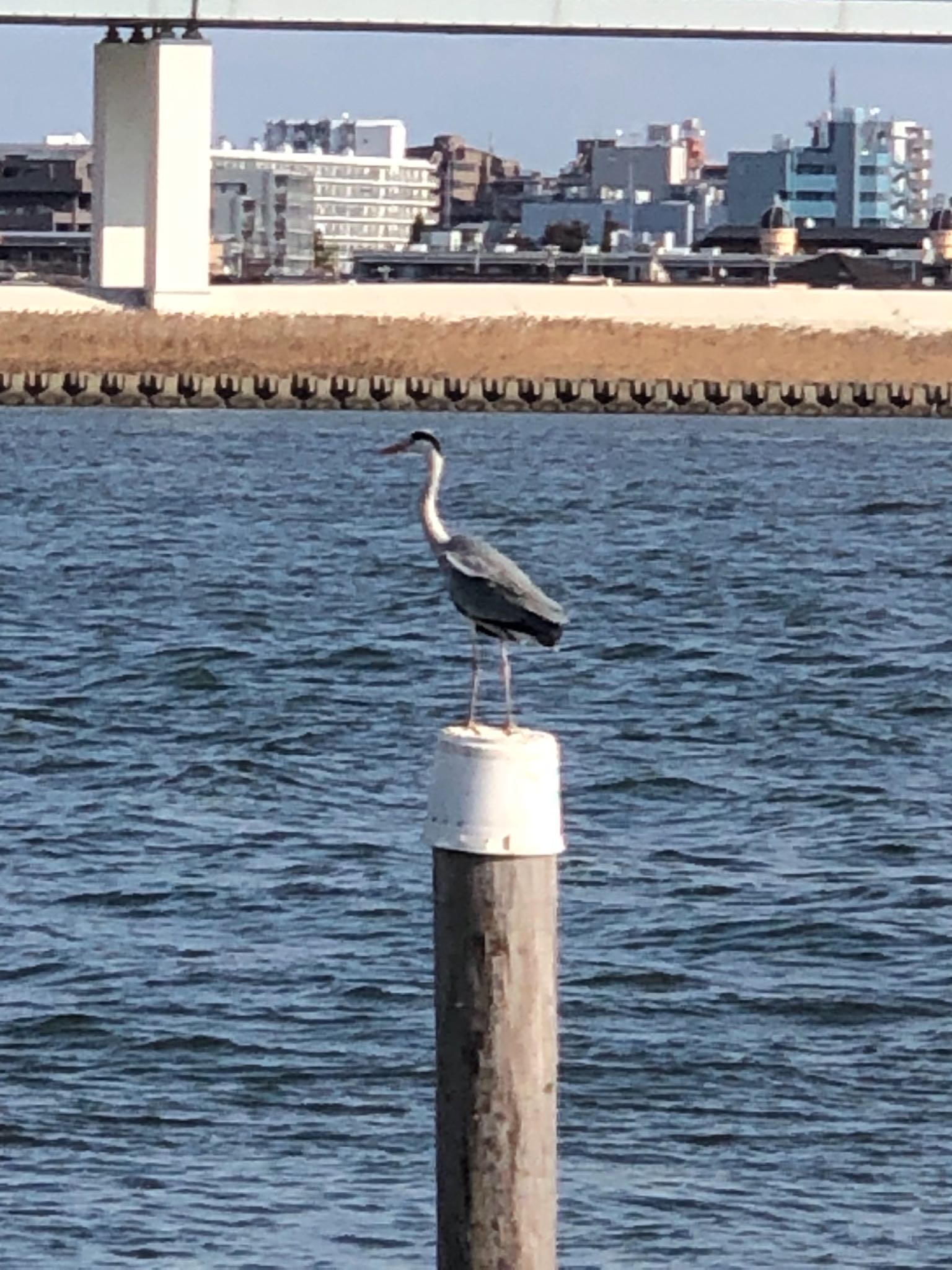 Grey Heron