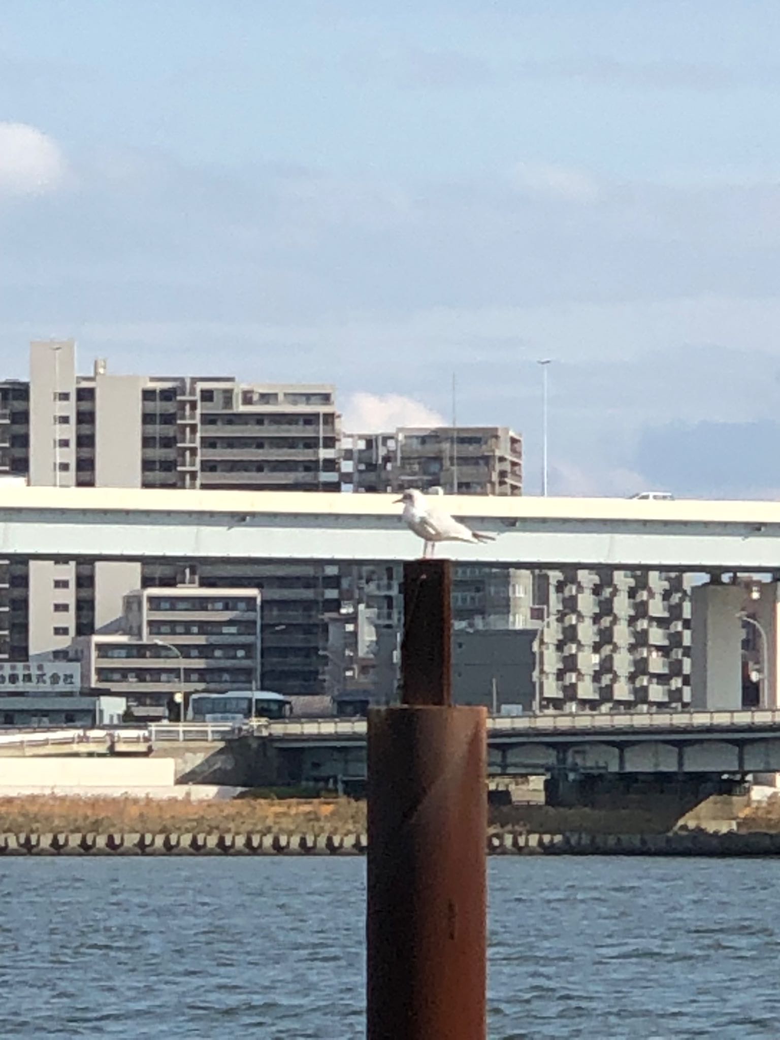 Black-headed Gull