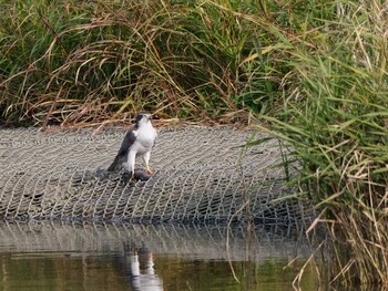 2021年11月2日(火) 新横浜公園の野鳥観察記録