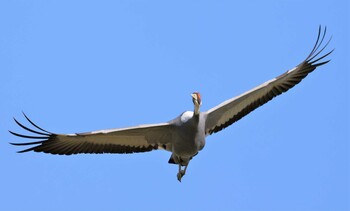 White-naped Crane Izumi Crane Observation Center Sun, 10/31/2021