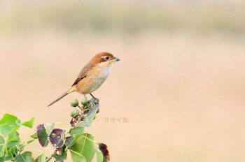 Bull-headed Shrike Osaka Nanko Bird Sanctuary Sun, 10/31/2021