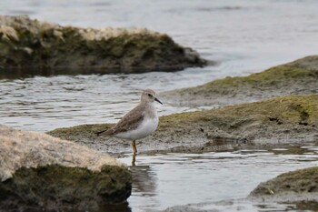 Tue, 11/2/2021 Birding report at 多摩川二ヶ領宿河原堰