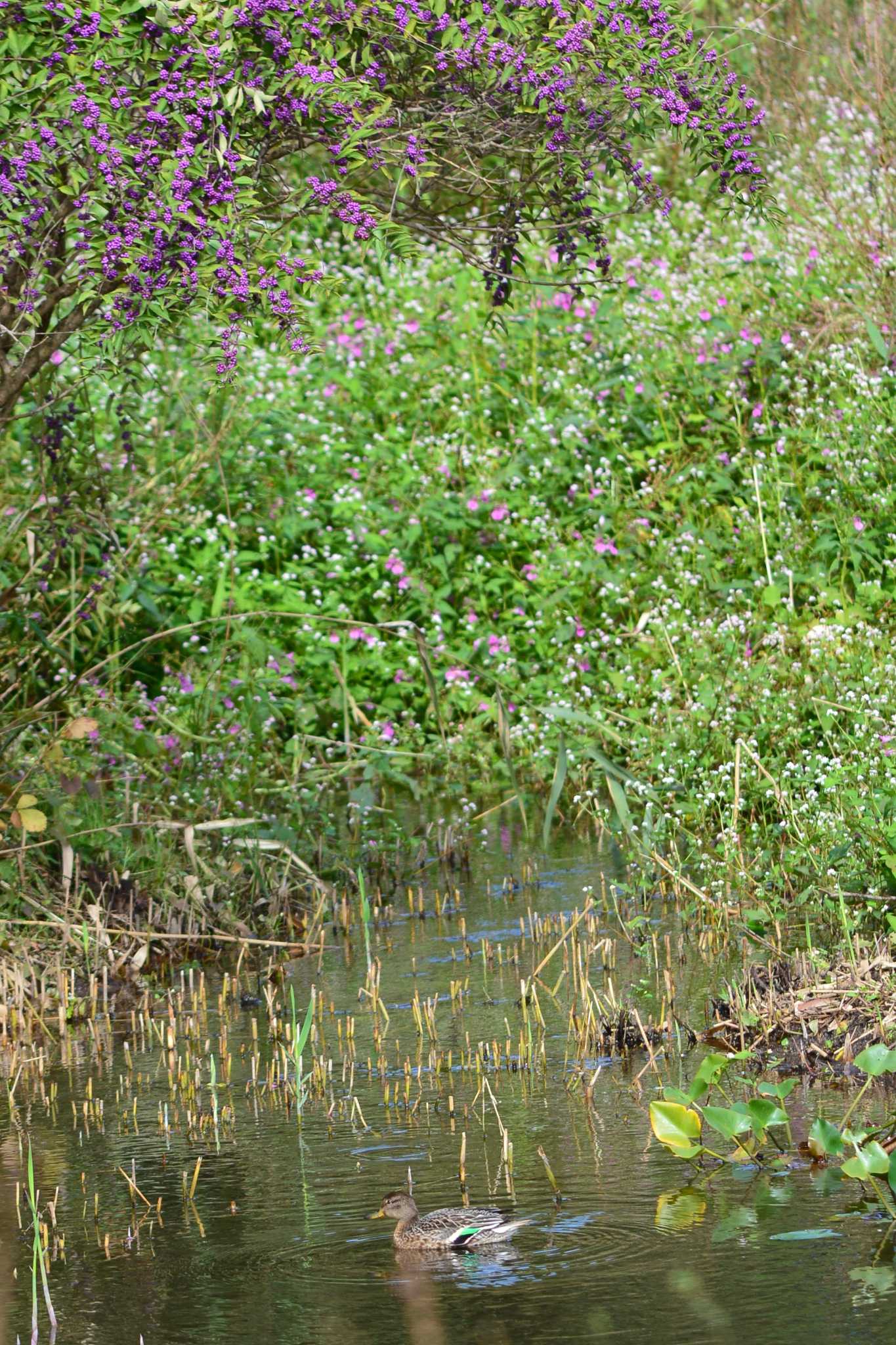 Photo of Eurasian Teal at 神代植物公園 by geto