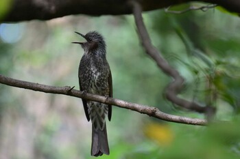 2021年10月14日(木) 神代植物公園の野鳥観察記録