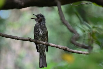 ヒヨドリ 神代植物公園 2021年10月14日(木)