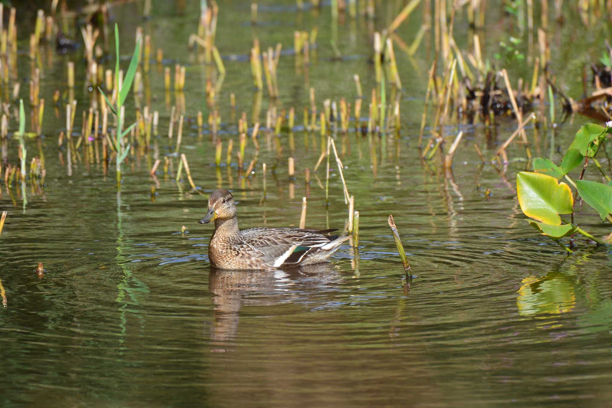 Photo of Eurasian Teal at 神代植物公園 by geto