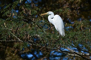 ダイサギ 神代植物公園 2021年10月26日(火)