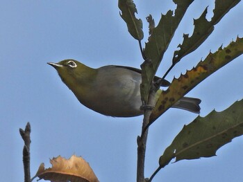 Warbling White-eye 県営各務原公園 Tue, 11/2/2021