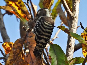 Japanese Pygmy Woodpecker 県営各務原公園 Tue, 11/2/2021