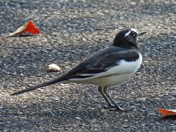 Japanese Wagtail 県営各務原公園 Tue, 11/2/2021